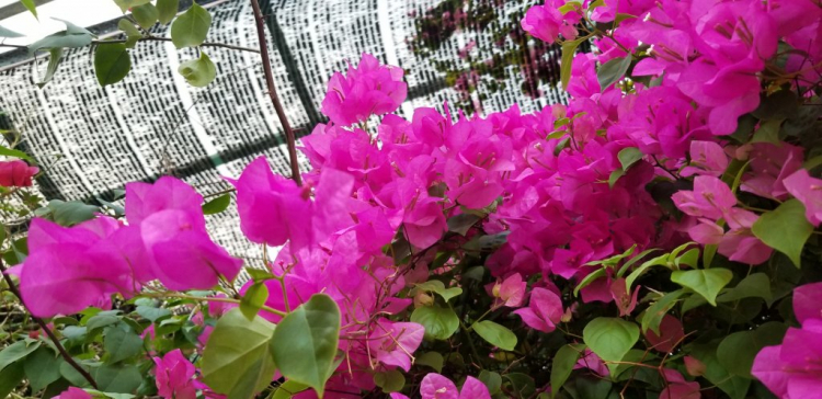 Valentine nên tặng gì cho vợ? Valentine nên tặng gì cho vợ?