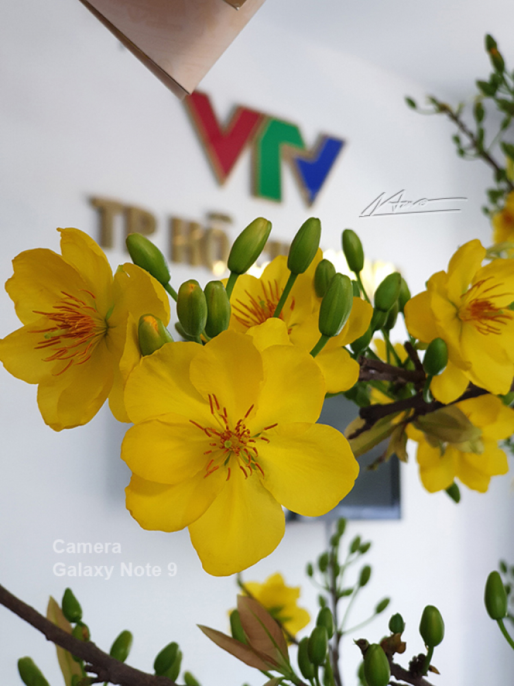 Mời các bác khoe ảnh đẹp trong những chuyến du Xuân Kỷ Hợi 2019 Mời các bác khoe ảnh đẹp trong những chuyến du Xuân Kỷ Hợi 2019