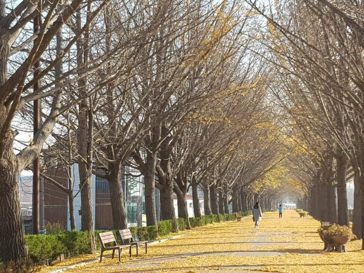 Kinh nghiệm du lịch Seoul Hàn Quốc Kinh nghiệm du lịch Seoul Hàn Quốc