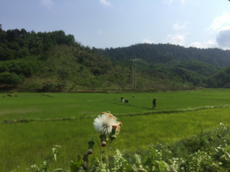 chia sẻ vài hình ảnh du xuân kỷ hợi 2019 chia sẻ vài hình ảnh du xuân kỷ hợi 2019