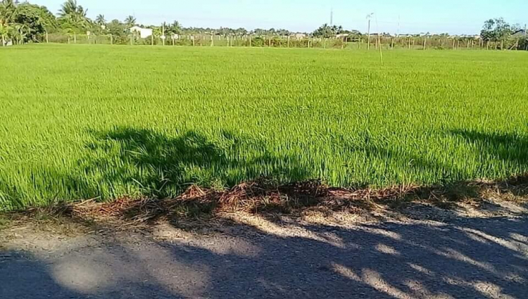 Đất vườn ! Đất vườn !