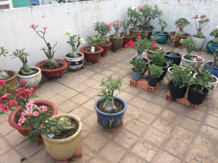TRồng cây gì chịu nóng nắng trên sân thượng ?? TRồng cây gì chịu nóng nắng trên sân thượng ??