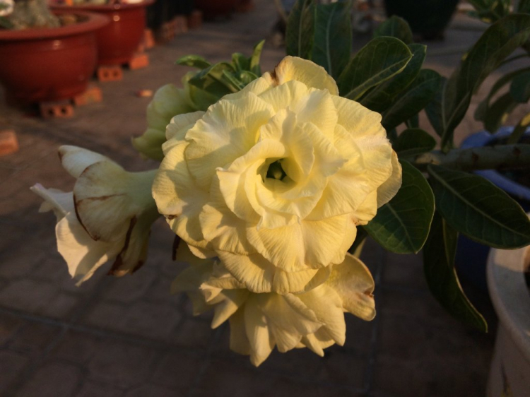TRồng cây gì chịu nóng nắng trên sân thượng ?? TRồng cây gì chịu nóng nắng trên sân thượng ??