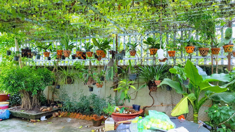 TRồng cây gì chịu nóng nắng trên sân thượng ?? TRồng cây gì chịu nóng nắng trên sân thượng ??