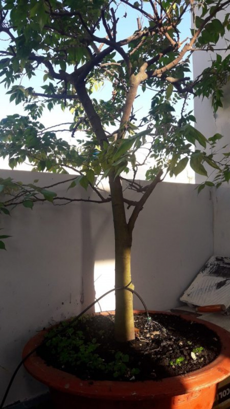 TRồng cây gì chịu nóng nắng trên sân thượng ?? TRồng cây gì chịu nóng nắng trên sân thượng ??