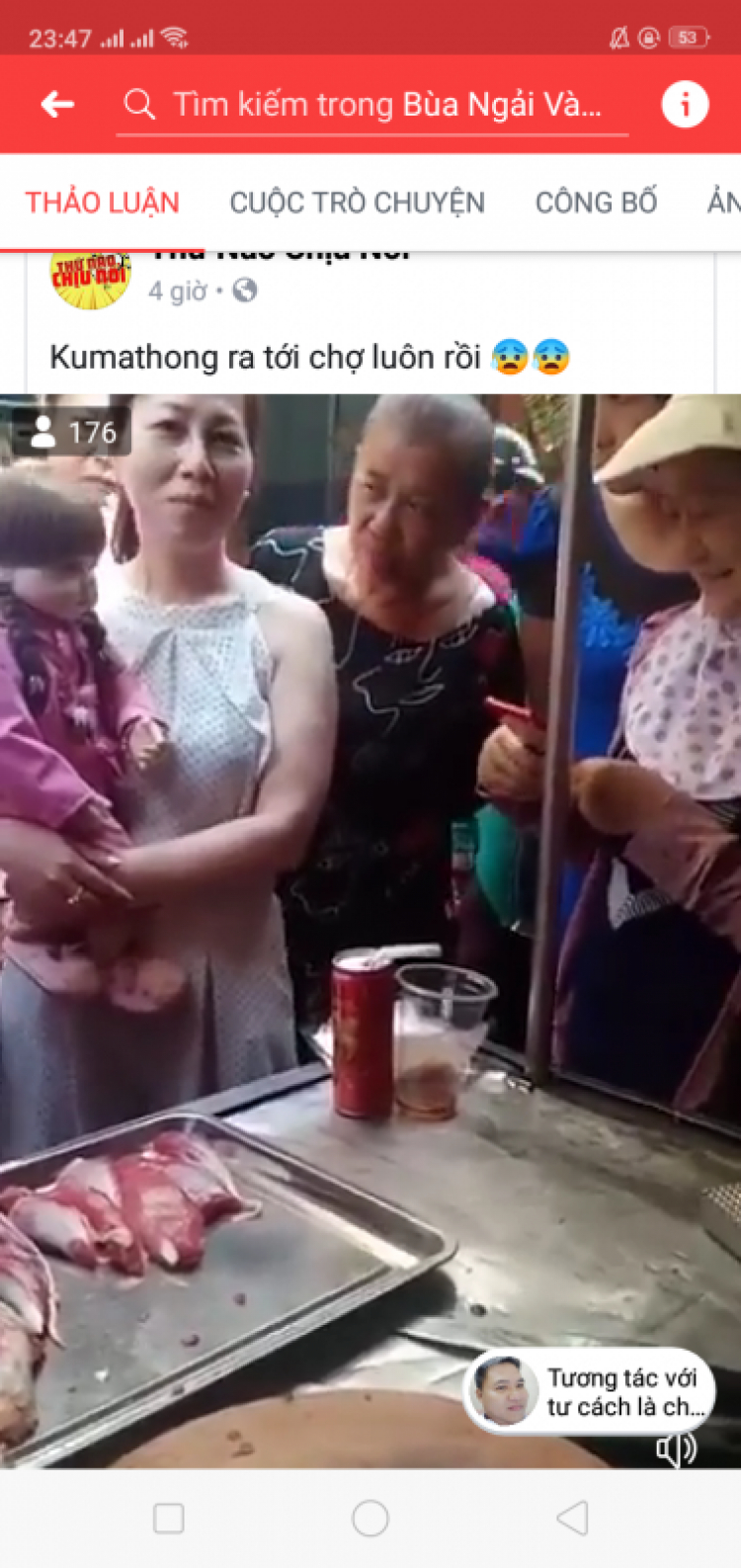 Nuôi Kumathong có thật không mấy anh??? Nuôi Kumathong có thật không mấy anh???