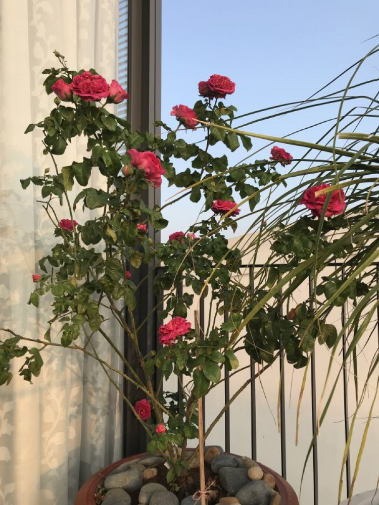 TRồng cây gì chịu nóng nắng trên sân thượng ?? TRồng cây gì chịu nóng nắng trên sân thượng ??