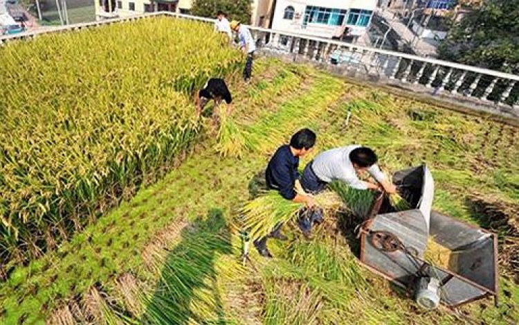 TRồng cây gì chịu nóng nắng trên sân thượng ?? TRồng cây gì chịu nóng nắng trên sân thượng ??
