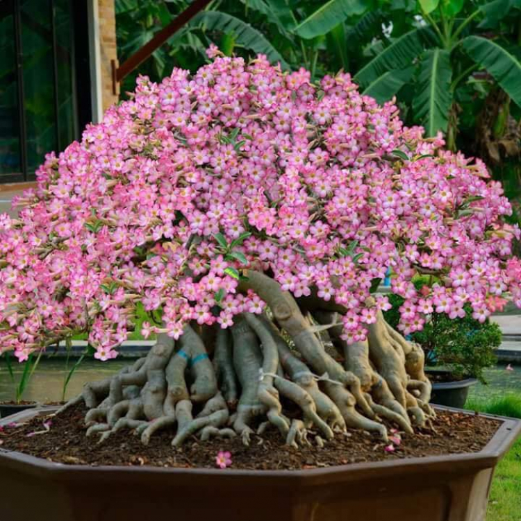 kinh nghiệm chơi Bonsai mini