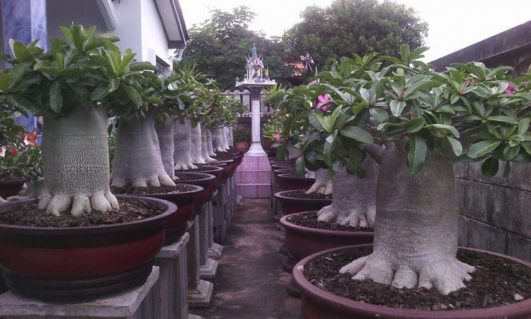 kinh nghiệm chơi Bonsai mini kinh nghiệm chơi Bonsai mini