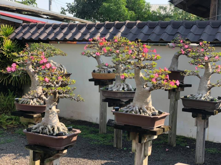 kinh nghiệm chơi Bonsai mini