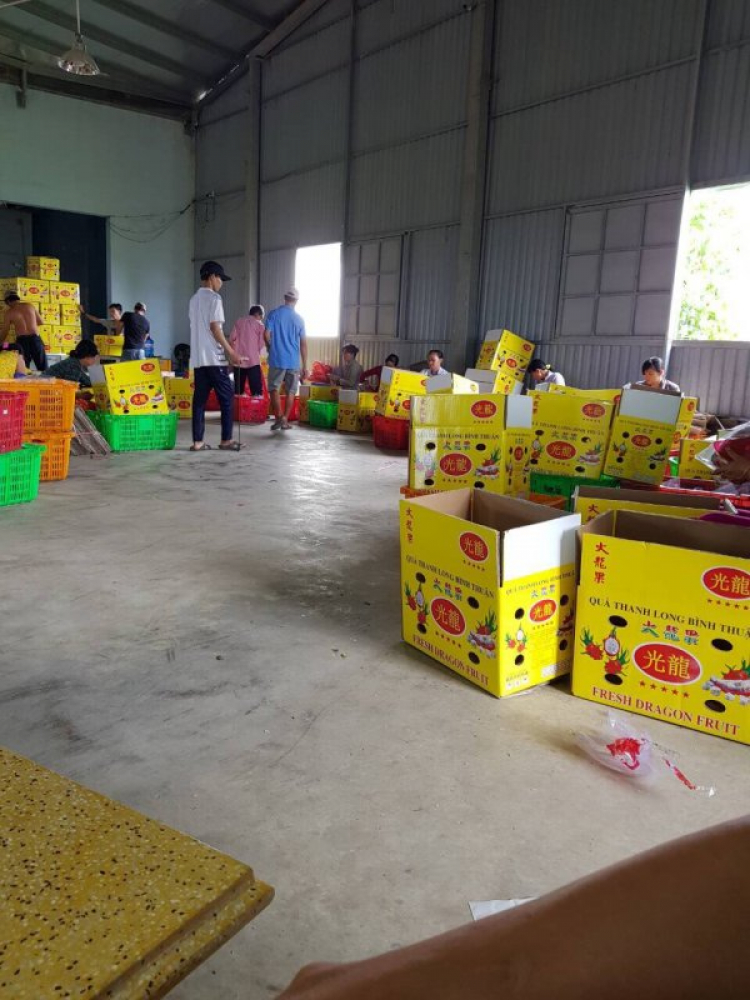 Cần tìm nguồn xuất khẩu Thanh Long Cần tìm nguồn xuất khẩu Thanh Long