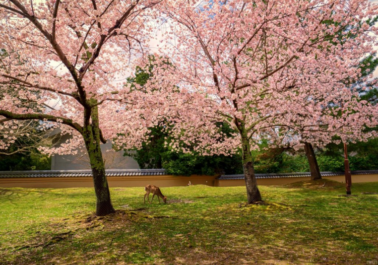 01 Nara Park.jpg