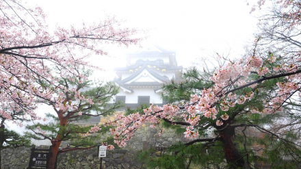 06 Hikone Castle.jpg