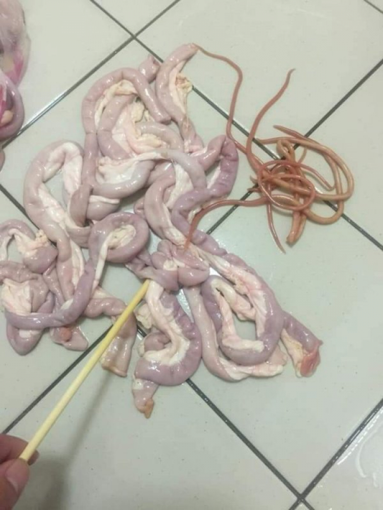 Xúc xích tươi làm món gì? Xúc xích tươi làm món gì?