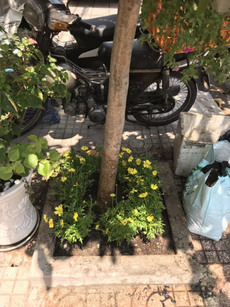 TRồng cây gì chịu nóng nắng trên sân thượng ?? TRồng cây gì chịu nóng nắng trên sân thượng ??