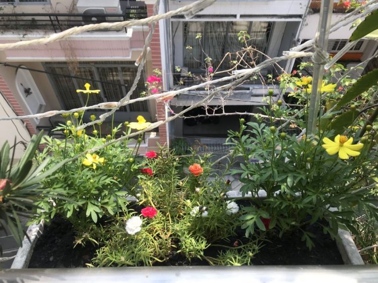 TRồng cây gì chịu nóng nắng trên sân thượng ?? TRồng cây gì chịu nóng nắng trên sân thượng ??