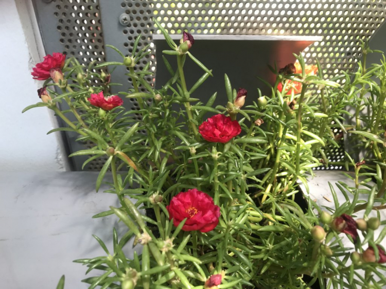 TRồng cây gì chịu nóng nắng trên sân thượng ?? TRồng cây gì chịu nóng nắng trên sân thượng ??