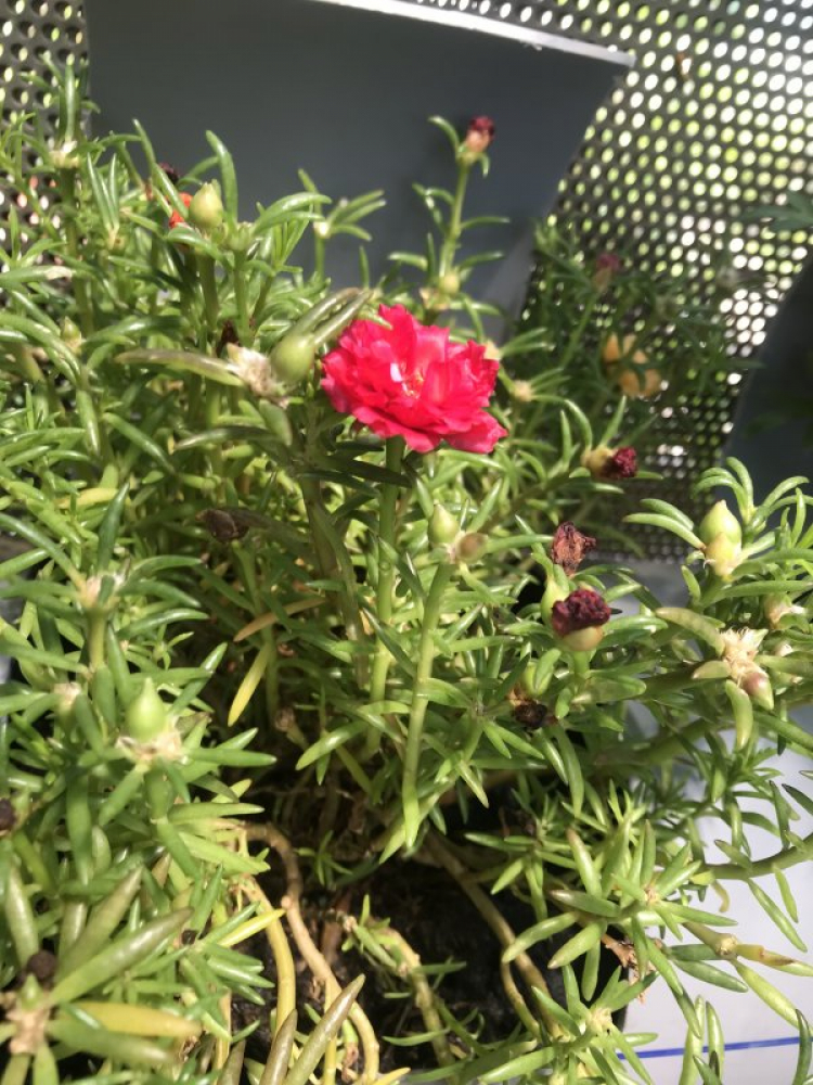 TRồng cây gì chịu nóng nắng trên sân thượng ?? TRồng cây gì chịu nóng nắng trên sân thượng ??