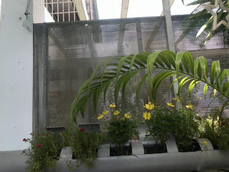 TRồng cây gì chịu nóng nắng trên sân thượng ?? TRồng cây gì chịu nóng nắng trên sân thượng ??