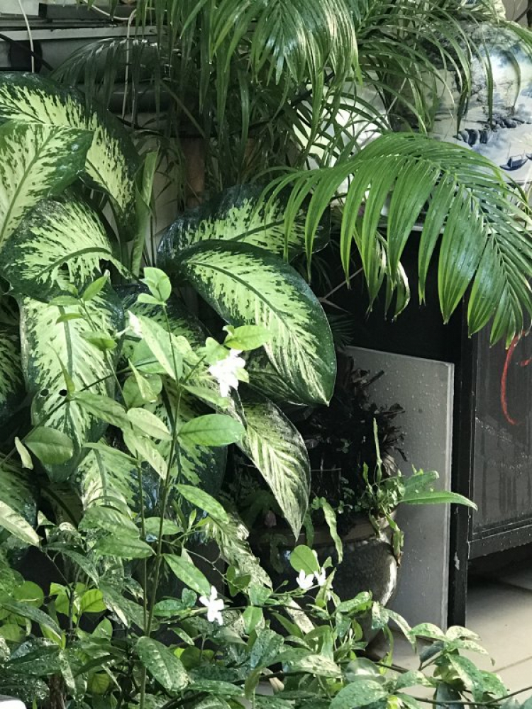 TRồng cây gì chịu nóng nắng trên sân thượng ?? TRồng cây gì chịu nóng nắng trên sân thượng ??