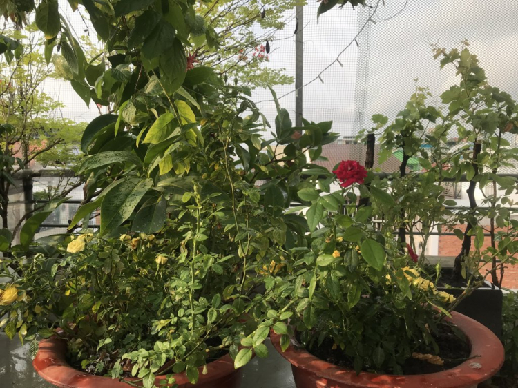 TRồng cây gì chịu nóng nắng trên sân thượng ?? TRồng cây gì chịu nóng nắng trên sân thượng ??