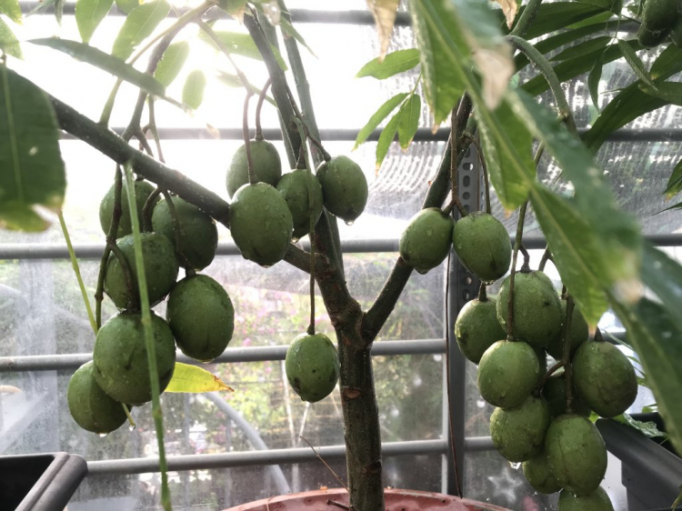 TRồng cây gì chịu nóng nắng trên sân thượng ?? TRồng cây gì chịu nóng nắng trên sân thượng ??