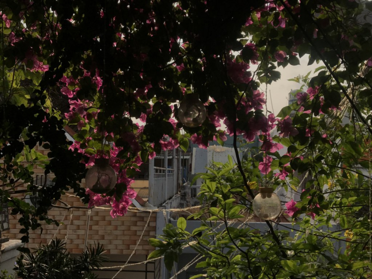 TRồng cây gì chịu nóng nắng trên sân thượng ?? TRồng cây gì chịu nóng nắng trên sân thượng ??