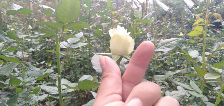 Xây phòng trọ cho thuê ? Xây phòng trọ cho thuê ?