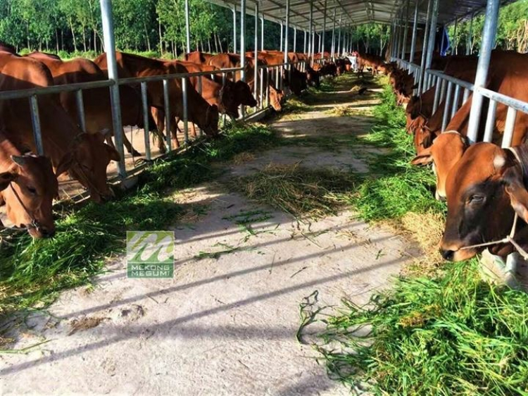 Điện năng lượng mặt trời áp mái Điện năng lượng mặt trời áp mái