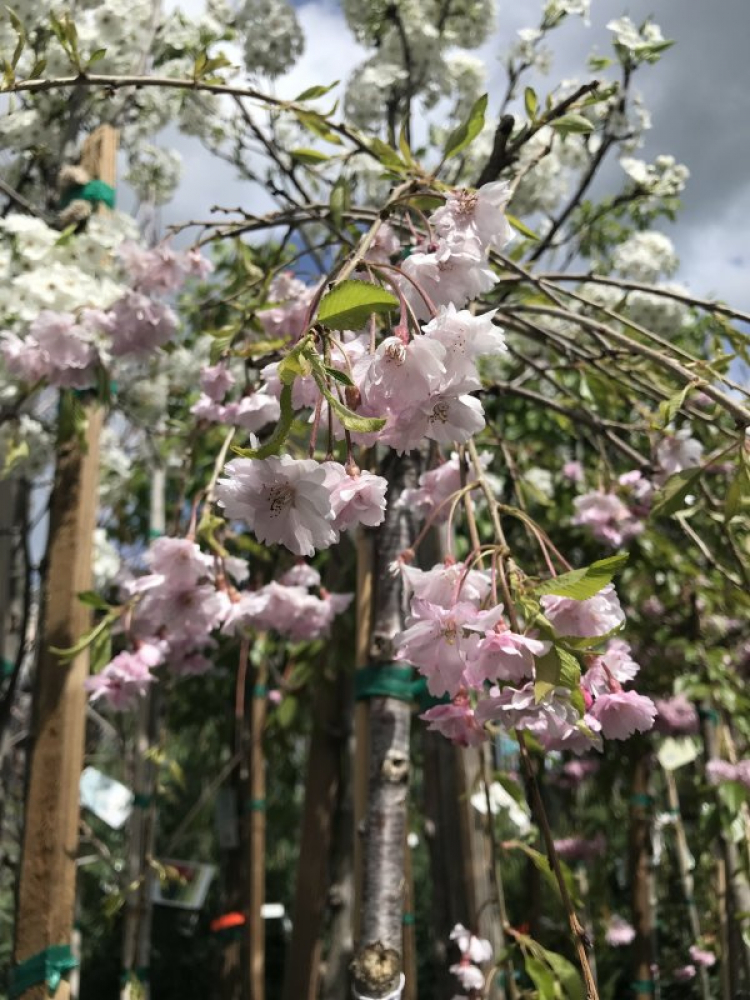 TRồng rau sân thượng? kinh nghiệm?? các bác chia sẻ.. TRồng rau sân thượng? kinh nghiệm?? các bác chia sẻ..