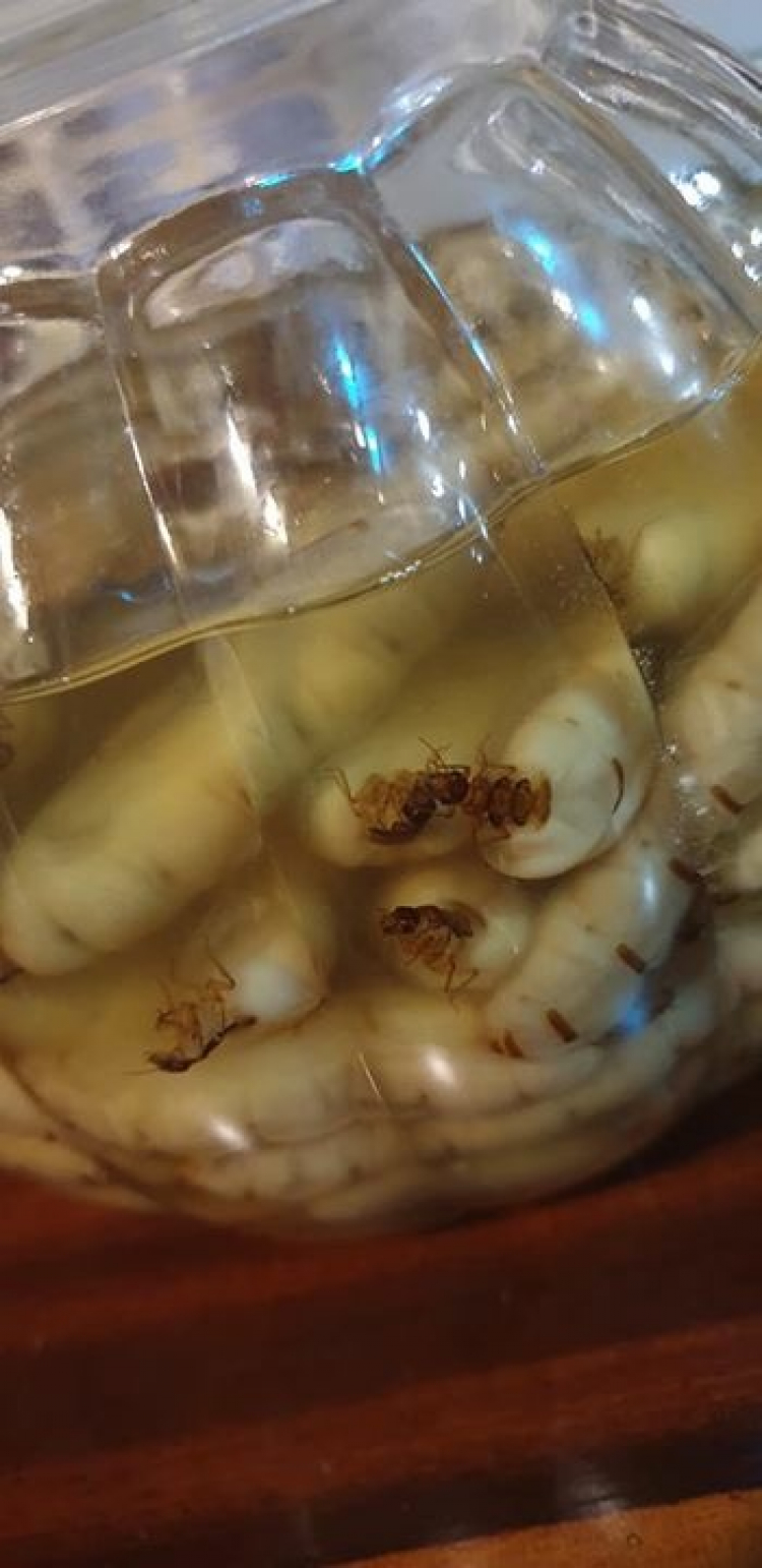 Cách chế biến Sâm cau Cách chế biến Sâm cau