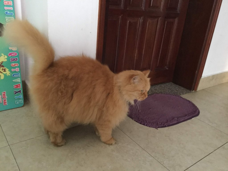 Nuôi mèo Anh lông ngắn.. Nuôi mèo Anh lông ngắn..