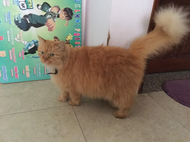 Nuôi mèo Anh lông ngắn.. Nuôi mèo Anh lông ngắn..