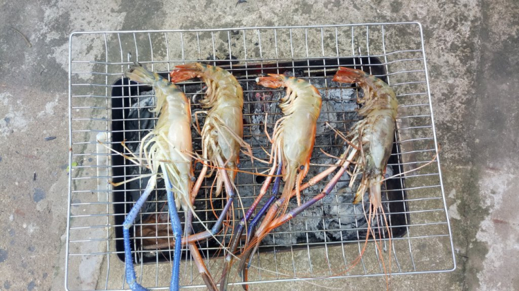 Tôm sắt Tôm sắt