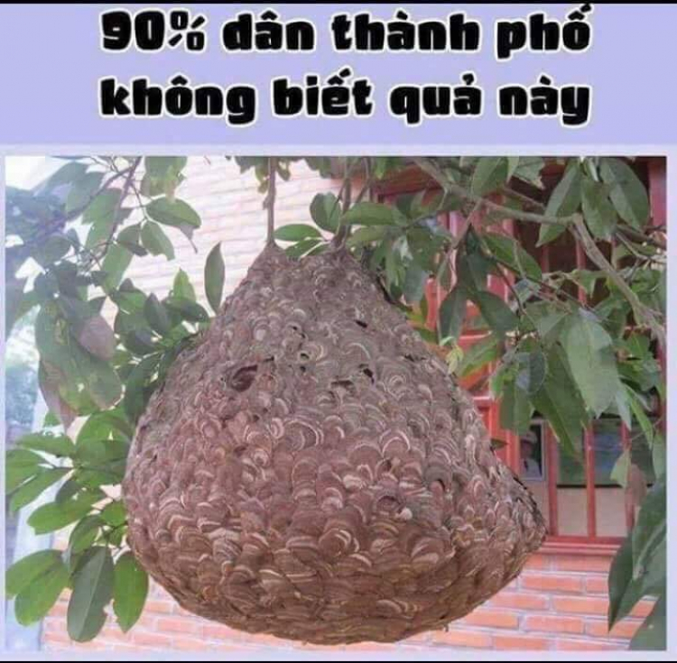 chia sẻ kinh nghiệm nuôi ong lấy mật