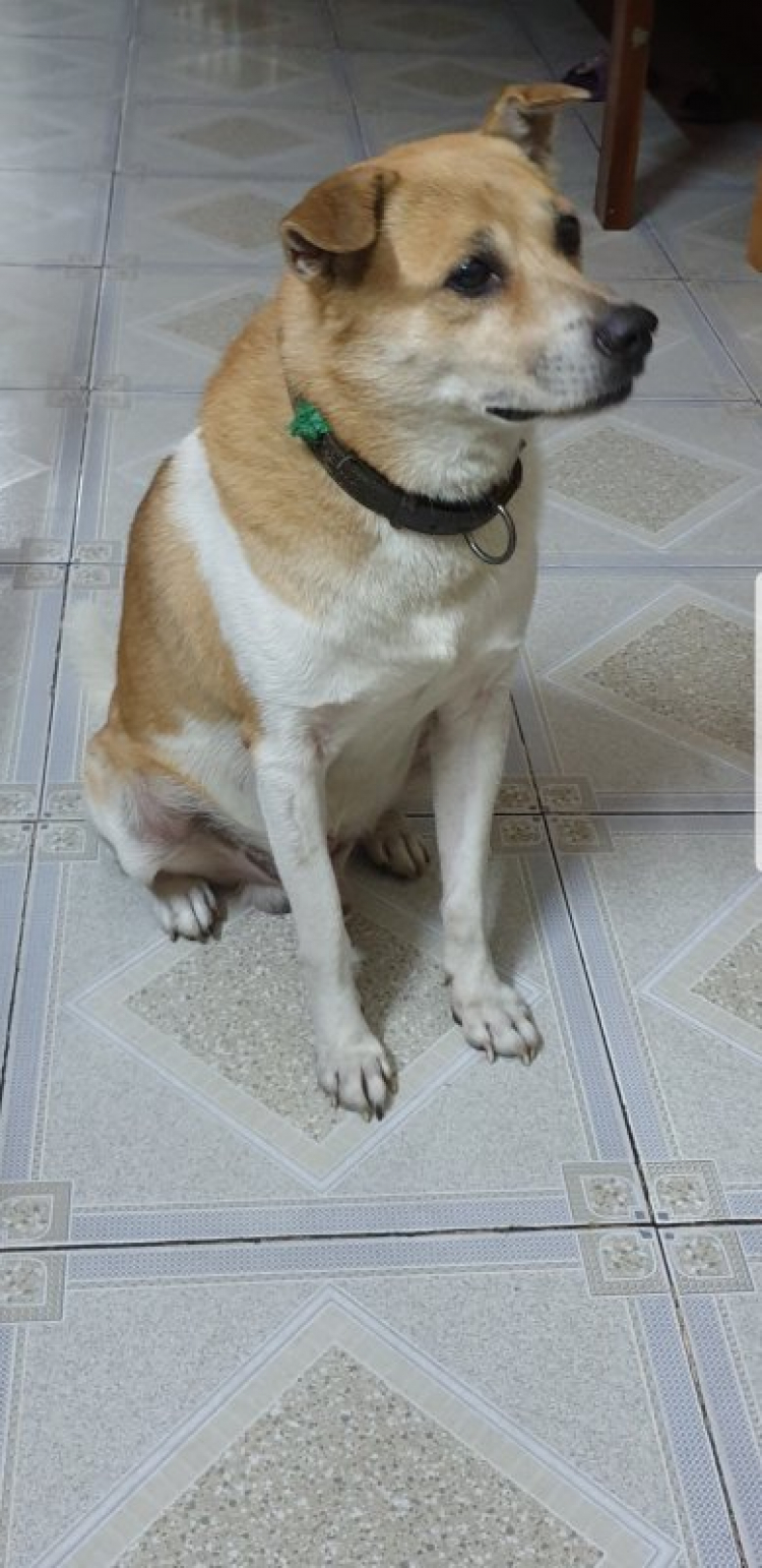Đi du lịch cùng với...chó Đi du lịch cùng với...chó