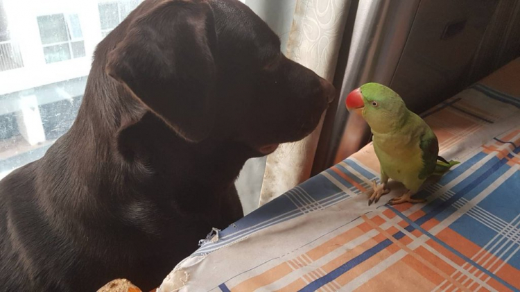 Đi du lịch cùng với...chó Đi du lịch cùng với...chó
