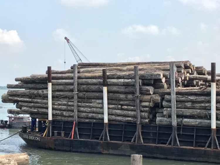 Thị trường gỗ nguyên liệu nhập khẩu