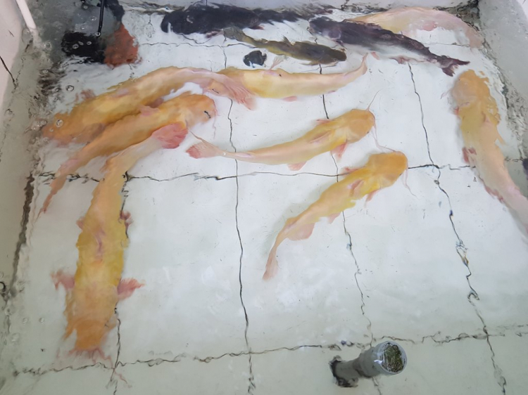 Trị An : đảo Kiểm Lâm và đảo 5 Bầu 17/05/19