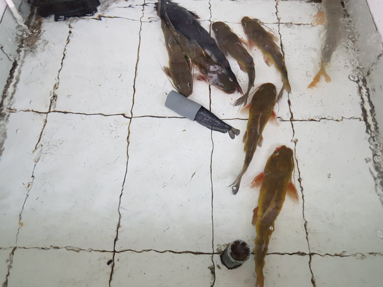 Trị An : đảo Kiểm Lâm và đảo 5 Bầu 17/05/19