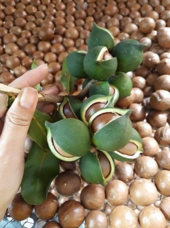 Các sản phẩm Tây Bắc Các sản phẩm Tây Bắc
