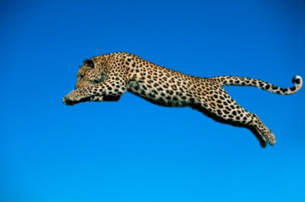 Leopards_553101.jpg