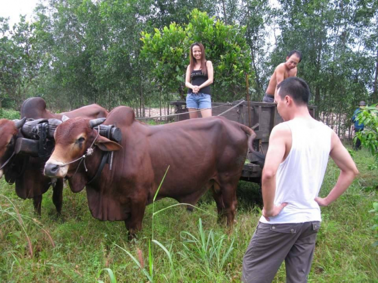 Gara độ / sửa chữa Jeep cổ..