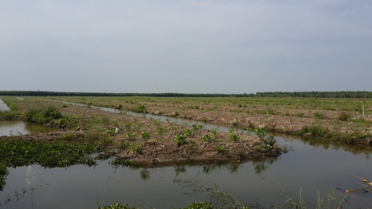 Cần mua gỗ keo (acacia)