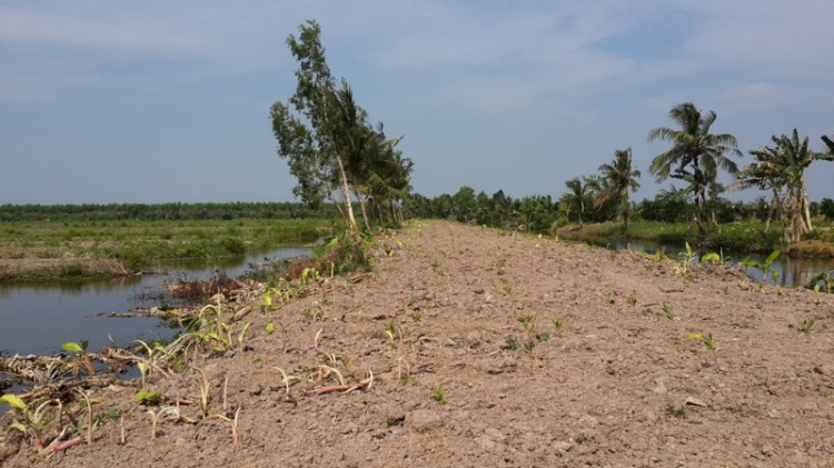 Cần mua gỗ keo (acacia)