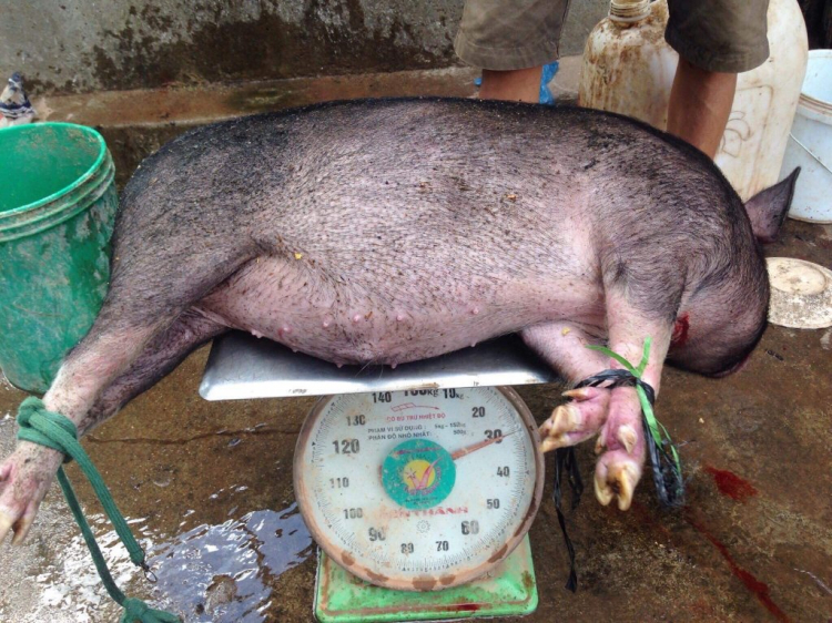Hỏi chỗ bán thịt heo rừng ở SG Hỏi chỗ bán thịt heo rừng ở SG