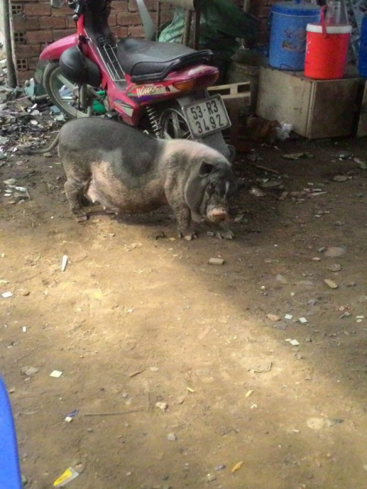 Hỏi chỗ bán thịt heo rừng ở SG Hỏi chỗ bán thịt heo rừng ở SG