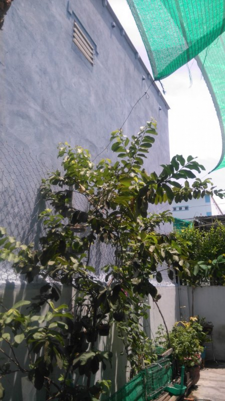 Hàng xóm xây mở cửa số sang đất nhà mình Hàng xóm xây mở cửa số sang đất nhà mình