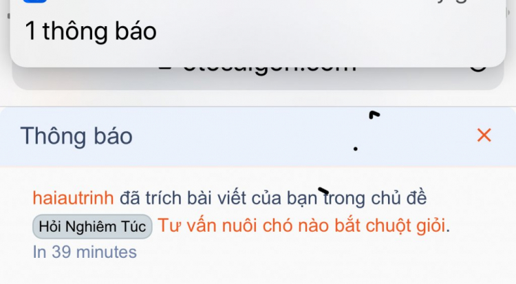 Tư vấn nuôi chó nào bắt chuột giỏi